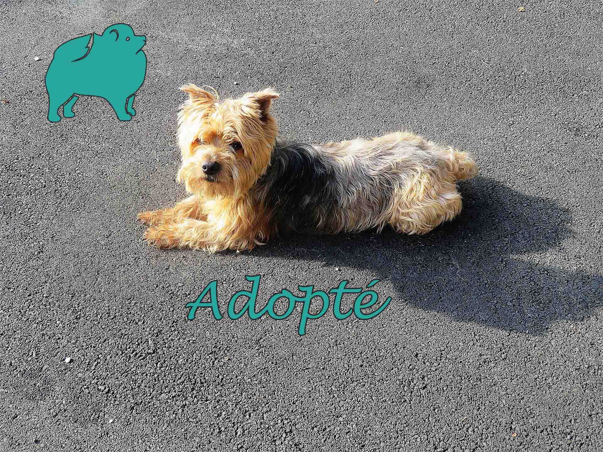 Doby male yorkshire de 9 ans