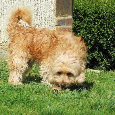 Enzo (?Mâle) Croisé Shi Tzu de 2 ans