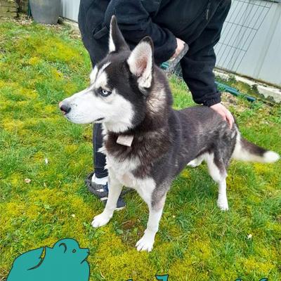 Falco (?Mâle) Husky de 3ans de tout petit gabarit de 15kg