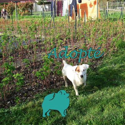 Ginko (♂Mâle) jack Russel de 10 ans