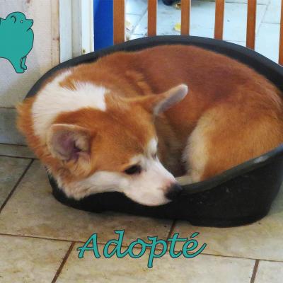 Hilton (?Mâle) Corgi de 8 ans LOF