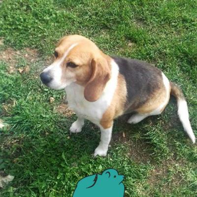 Ipso (?Mâle) Beagle de 7 ans