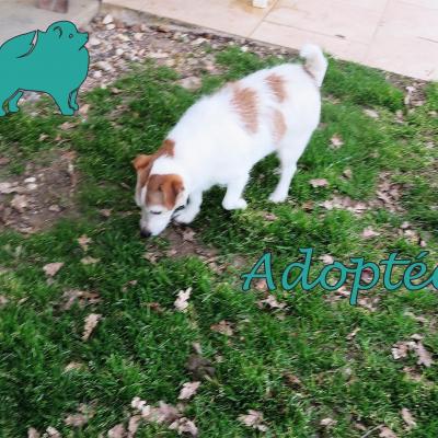 Jacky (?Femelle) Jack Russel de 9 ans