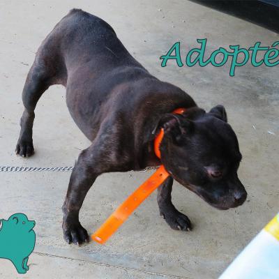 Julia (?Femelle) staffie de couleur bleue de 6 ans