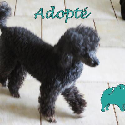 Just (?Mâle) Caniche Toy de 6 ans de 3 kg