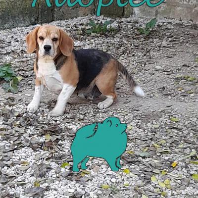 Litchee (♀Femelle) Beagle de 6 ans