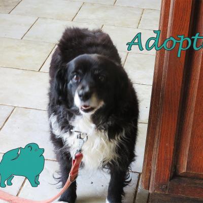 Lola (?Femelle) Croisée Border Collie de  11 ans petit gabarit de 11kg