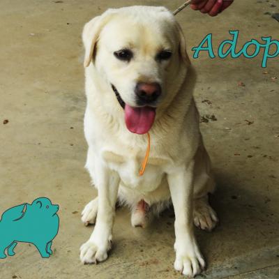 Lord (?Mâle) Labrador crème de 5 ans petit gabarit