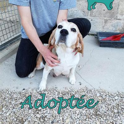 Louisiane(♀Femelle) Beagle de 6 ans