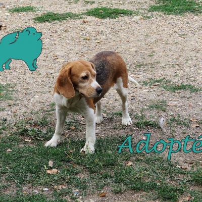 Luciole (?Femelle) Beagle de 5 ans