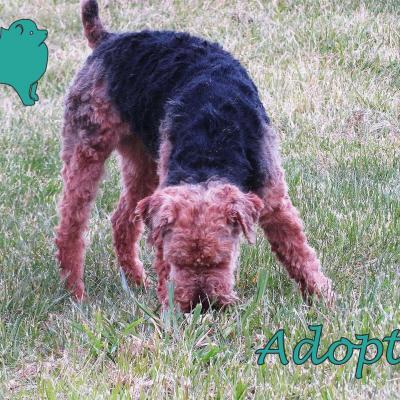 Mavrick (?Mâle) Croisé Fox-Terrier de 5 ans de 7,8kg