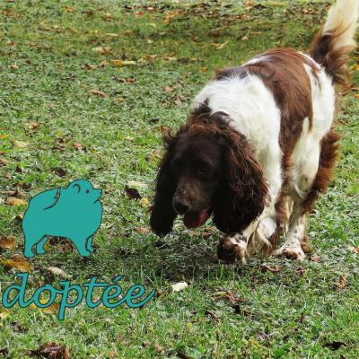 Muse (♀Femelle) Springer Spaniel de 5ans