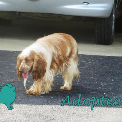 Obade (♀Femelle) Cocker Anglaise de 3 ans