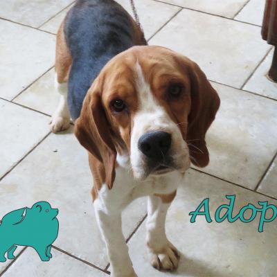 Omer (?Mâle) Beagle de 2 ans de 12kg