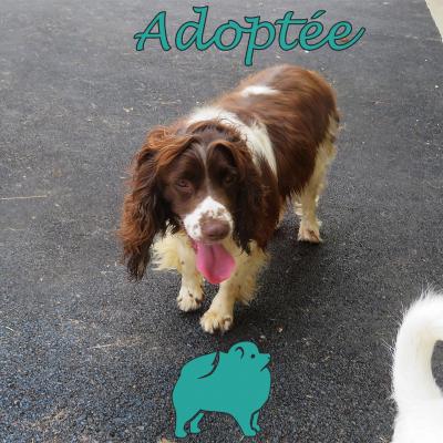 Orillia (♀Femelle) Springer Spaniel de 3 ans