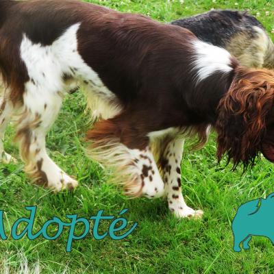 Paco (♂Mâle) Springer Spaniel de 2 ans