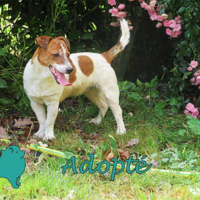 Peric (?Mâle) Jack Russel de 11 mois