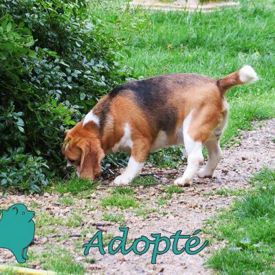 Quick (appelé aussi Patate, ?Mâle) Beagle de 2 ans et demi