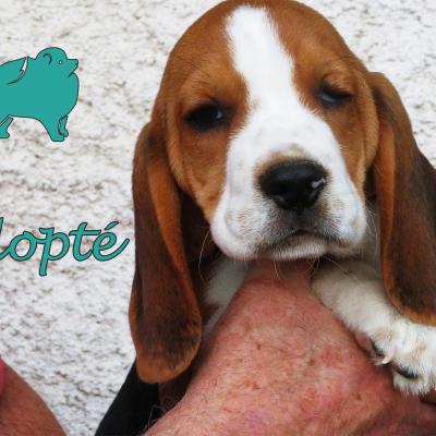 Raphal (?Mâle) Beagle de 2 mois