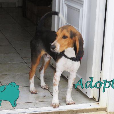 Raven (?Mâle) Croisé Beagle de 6 mois