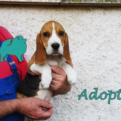 Roman (?Mâle) Beagle de 2 mois